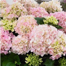 Odea Gardenbox Açık Pembe Ortanca Fidanı, 40-50 Cm, Saksıda