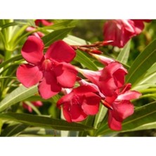 Odea Videolu Zakkum Çiçegi Fidanı Kırmızı Renk (60 100 Cm) Tüplü Dış Mekan Red Oleander