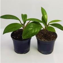 Odea Kampanyalı Mum Çiçeği Fidesi Hoya Carnosa Kokulu 9cm Saksıda 2 Adet, BTS011062025BYB304