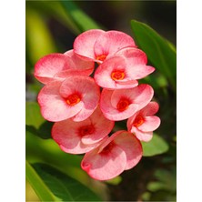 Odea Gardenbox Pembe Milli Dikenler Tacı Çiçeği, Mega Boy, 40-60 Cm, Saksılı, Euphorbia