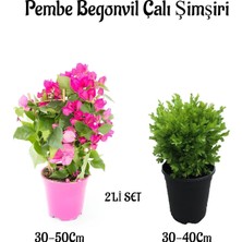 Odea Nura Botanik Bodur Şeker Pembe Begonvil Fidanı + Çalı Şimşiri 2'li Set Saksılı Bahçe Bitkisi