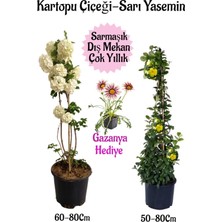 Odea Nura Botanik Kartopu Çiçeği, Sarı Yasemin, Pembe Gazanya Hediyeli Saksılı Bahçe Seti