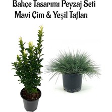 Odea Mavi Çim 1 Adet Saksılı (10-20CM)+YEŞIL TAFLAN(20-40CM) 1ADET Bahçe Seti, BTS0106NA12