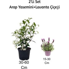 Odea Gardenbox Arap Yasemini + Lavanta Çiçeği 2'li Set Dış Mekan Bitkisi, Çok Renkli