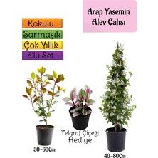 Odea Nura Botanik Mis Kokulu Arap Yasemini, Alev Çalısı Fidanı, Telgraf Çiçeği 3'lü Set