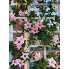 Odea Bitkim Sende Pembe Çiçekli Mandevilla, 30-60 Cm, Sandavilla Bahçe ve Balkon Için Zarif Sarmaşık