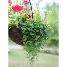 Odea Gardenbox Dichondra Repens Fare Kulağı Çiçeği, 1 Adet Saksılı Bahçe-Balkon Çiçeği, Çok Renkli