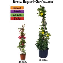 Odea Çok Avantajlı Kırmızı Begonvil Çiçeği Fidanı+Sarı Yasemin Fidanı 2'li Bahçe Peyzaj Seti