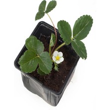 Odea Nura Botanik Bol Verimli Çilek Fidesi, 5-10 Cm, 1 Adet Saksılı Fide, Çok Renkli