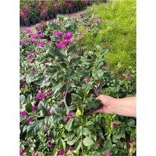 Odea Nura Botanik Canlı Dolgun Formlu Mor Renk Begonvil Çiçeği 45-60CM