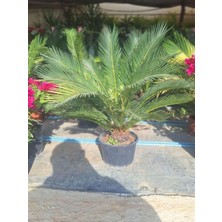 Odea Cycas Revoluta Sikas Palmiyesi 60-80CM Iç&dış Mekan Mekan Peyzaj Bitkisi