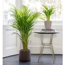 Odea Gardenbox Areka Palmiyesi, 100-120 Cm, Saksılı, Iç Mekan Çiçeği