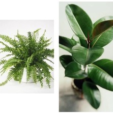 Odea Kampanyalı Aşk Merdiveni Fujer Askılı Saksıda/kauçuk 60-70 cm 2'li Set Salon Ofis Bitkileri