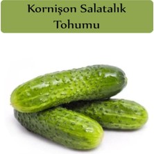 Odea Zencefil Organik Hıyar Tohumu Kornişon 1 Paket (5GR=300+ Adet) Turşuluk Salatalık Tohumu