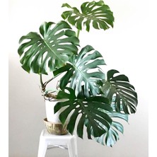Odea Gardenbox Monstera Deliciosa Deve Tabanı, 80-100 Cm, Iç Mekan Bitkisi
