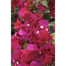 Odea Serada Decor & Plant Bougainvillea Sarmaşık, Begonvil Sarmaşık Kırmızı, 20-25 Cm, 1. Kalite