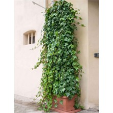 Odea Gardenbox Hedera Helix Sarmaşık, 40-60 Cm, Dış Mekan Tırmanıcı Bitki, Çok Renkli