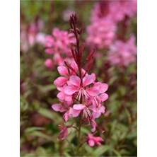 Odea Nura Botanik Gaura Çalısı Bitkisi, 20-45 Cm, Saksılı/tüplü, Dış Mekan