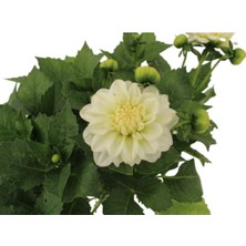 Odea Gardenbox Dahlia Yıldız Çiçeği Bitkisi, Beyaz, 15CM Saksı, Dış Mekan Balkon Bahçe