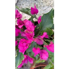 Odea Gardenbox Çalı Begonvil Pembe Dolgun Ürün