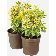 Odea Videolu Gold Taflan 2 Adet Saksılı/tüplü 30-60 cm Dış Mekan Bitkisi (Euonymus Japonica)