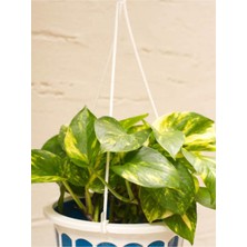 Odea Gardenbox Alacalı Pothos Salon Sarmaşığı, Mini Saksılı, 10-30 Cm, Iç Mekan Bitkisi, 1 Adet
