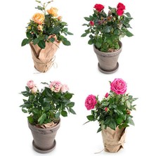 Odea Nura Botanik Yediveren Gül, Kırmızı Pembe Açık Pembe, 30-40 Cm, 4 Adet Saksılı Aşılı