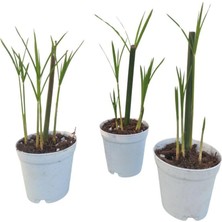 Odea Nura Botanik Mini Japon Şemsiyesi, 5-10 Cm, 3 Adet Saksılı Salon Bitkisi