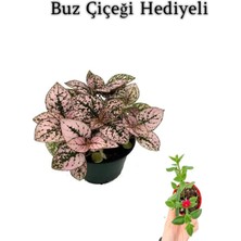 Odea Toz Pembe Zarif Yapraklı Hostes Sevgililer Gününe Özel Buz Çiçeği Hediyeli