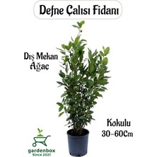 Odea Bitkim Sende Kokulu Defne Çalısı Fidanı, Laurus Nobilis, Saksılı, 30-60 cm