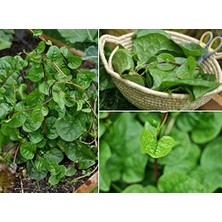 Odea Malabar Ispanağı Tohumu