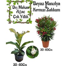 Odea Manolya Ağacı 1 Adet Saksılı+Kırmızı Zakkum1 Adet Saksılı Bahçe Seti(Nerium Oleander), BTS0106NA32