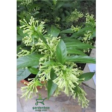 Odea Nura Botanik Melisa Kolanya Çiçeği Saksıda, 30-60 Cm, Cestrum Nocturnum