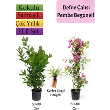 Odea Defne Çalısı+Pembe Begonvil+ Kurdele Çiçeği Hediyeli