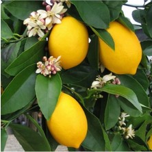 Odea Nura Botanik Tüplü Yediveren Limon Fidanı, 2 Yaş Aşılı, 90-150 Cm, Bol Verimli