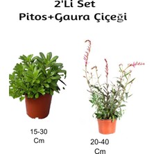 Odea Nura Botanik 2'li Set Gaura Çiçeği + Pembe Karanfi Çiçeği Dış Mekan Bitkisi, 15-40 cm