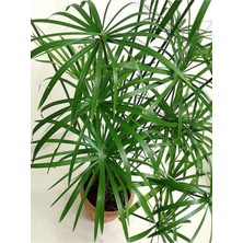 Odea Nura Botanik Parlak Yapraklı Japon Şemsiyesi Bitkisi, Cyperus Alternifolius, 40-60 Cm, Saksılı