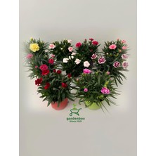 Odea Gardenbox Karanfil Çiçeği Saksılı Bodur Set, 4 Adet, Mis Kokulu, 15-25 Cm, Kırmızı