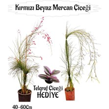 Odea Nura Botanik Kırmızı Mercan Çiçeği,