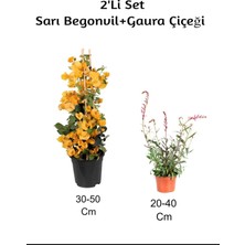 Odea Nura Botanik Sarı Begonvil + Gaura Çiçeği 2'li Set, Dış Mekan Bitkisi