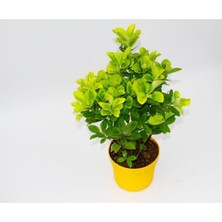 Odea Gardenbox Golden Euonymus, 25-45 Cm, Saksılı, Sarı-Yeşil