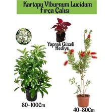 Odea Kartopu Viburnum Lucidum 1 Adet+Fırça Çalısı 1 Adet+Yaprak Güzeli Bahçe Bitkisi