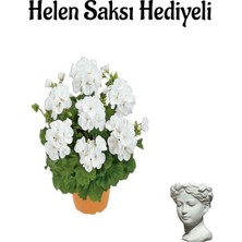 Odea Nura Botanik Açık Beyaz Sardunya Çiçeği, Helen Saksı Hediyeli