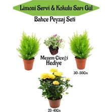 Odea Serada Decor & Plant Bahçe Seti, 2 Adet Limoni Servi Fidanı, 1 Adet Sarı Gül Fidanı, Hediye Mezem Çiçeği