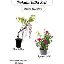 Odea Avantajlı 2'li Bahçe Çiçeği Kokulu Mor Salkım + Reçellik Isparta Gülü Saksılı