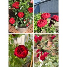Odea Serada Decor & Plant Yediveren Kırmızı Gül Fidesi, 40-60 Cm, 1 Adet Saksılı Aşılı Gül