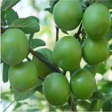 Odea Serada Decor & Plant Papaz Eriği Fidanı, Tüplü, 2 Yaş