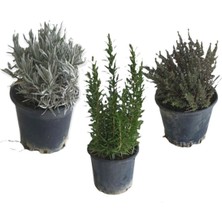 Odea Nura Botanik Aromatik Bitkiler Seti, 3'lü Mutfak Seti, Lavanta/biberiye/kekik, Büyük Boy