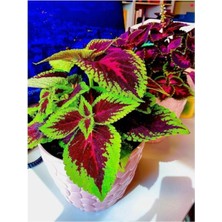 Odea Cam Güzeli Çiçeği Golyoz1 Fidanı Saksılı 20 cm 40 cm
