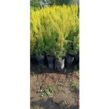 Odea Videolu Limoni Servi Çamı 1 Adet Saksılı/tüplü 30-60CM Bahçe Bitkisi (Cupressus)